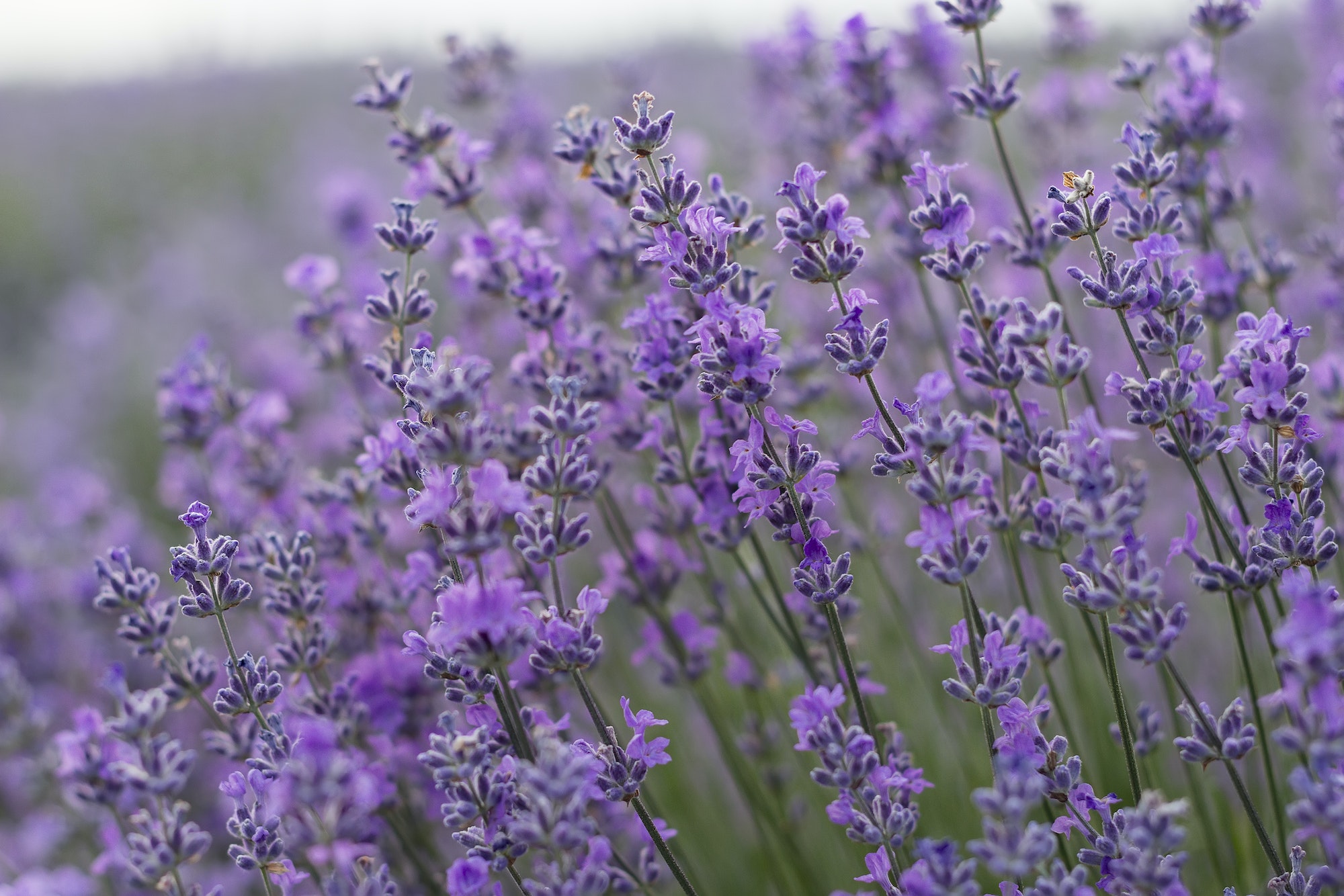 Lavender