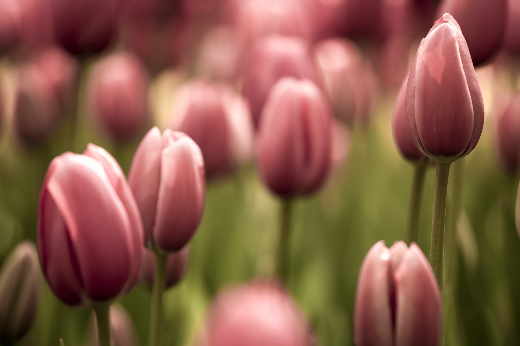 Tulips