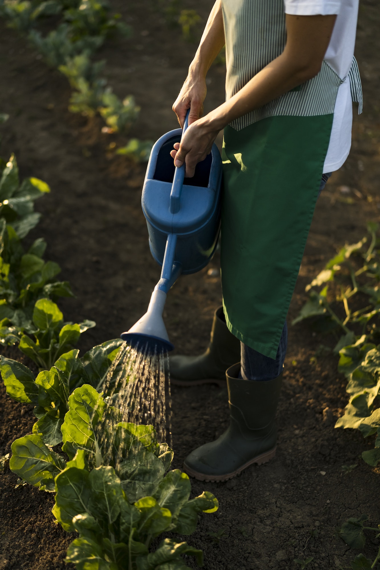 Woman watering platns in garden