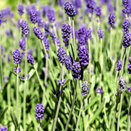 Lavanda